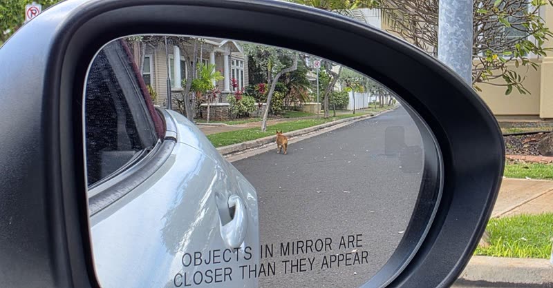 ANIMAL SIGHTING - Oahu | SSH Search