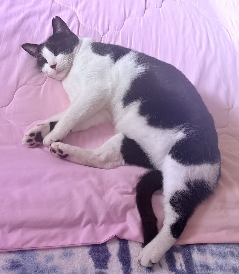 LOST PET - Oahu | SSH Search