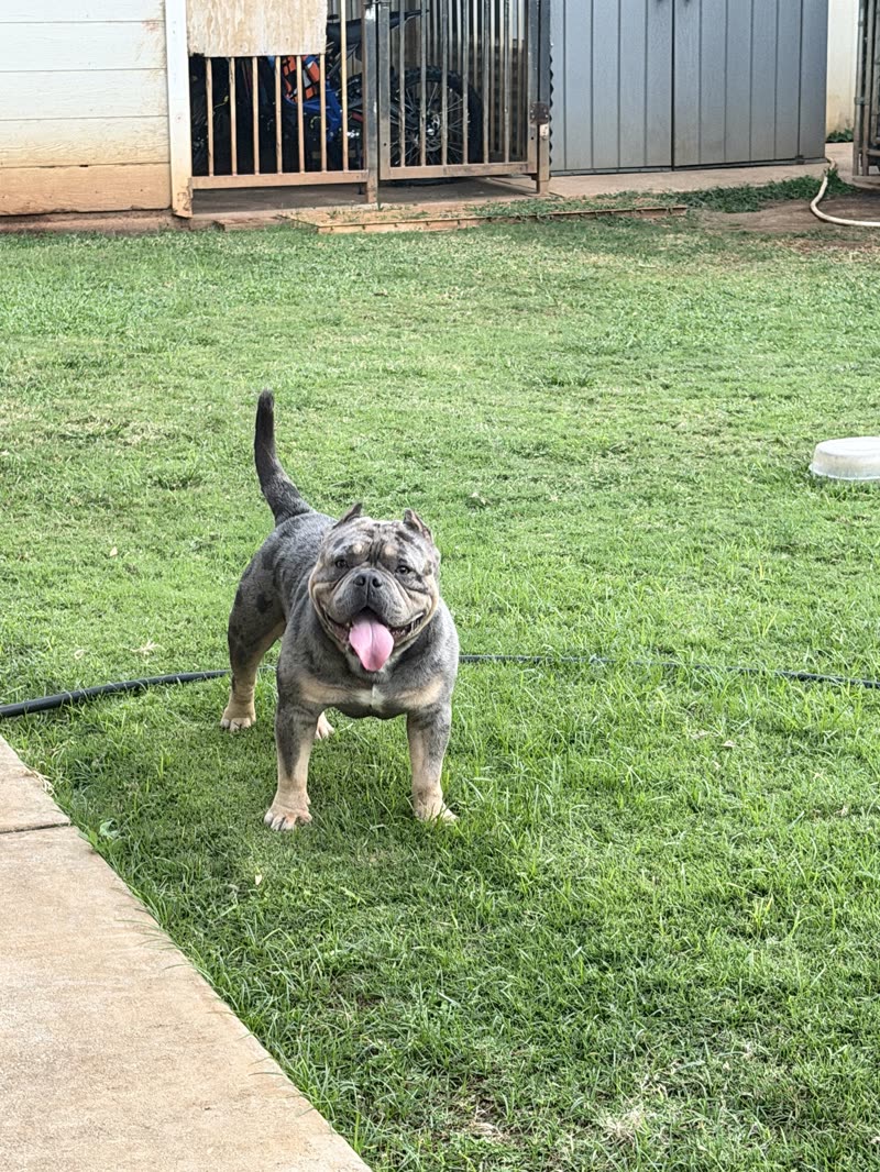 LOST PET - Oahu | SSH Search