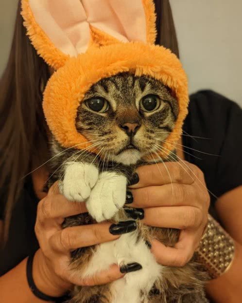 LOST PET - Kapolei | SSH Search