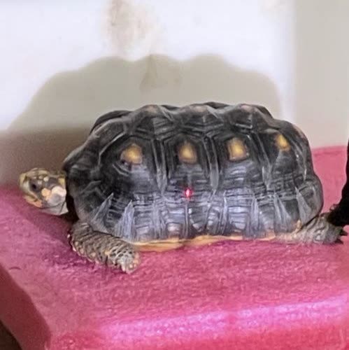 LOST PET - Pearl City | SSH Search