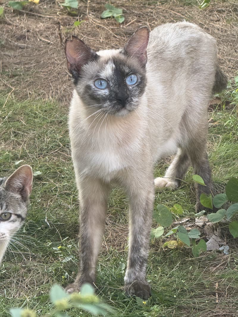 LOST PET - Waipahu | SSH Search