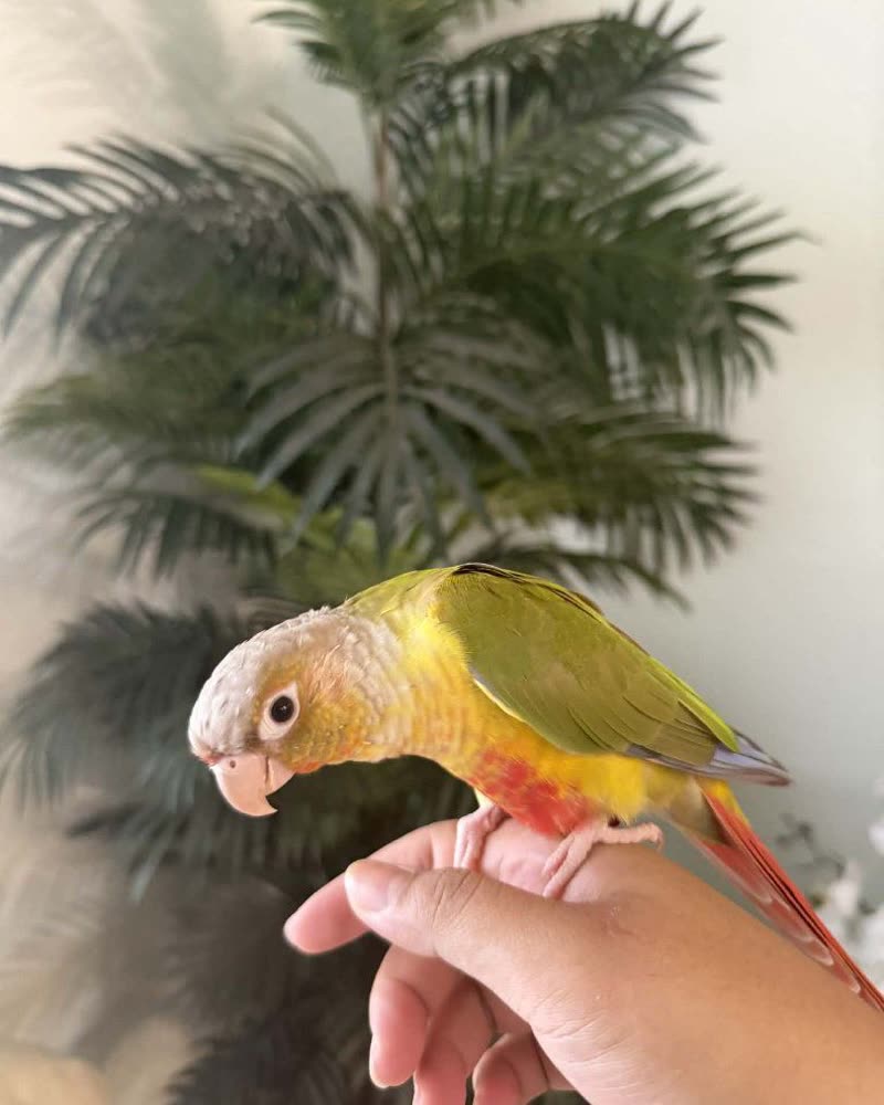 LOST PET - Oahu | SSH Search