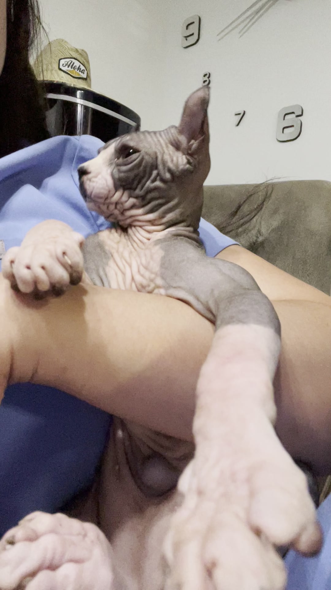 LOST PET - Oahu | Stolen Stuff Hawaii
