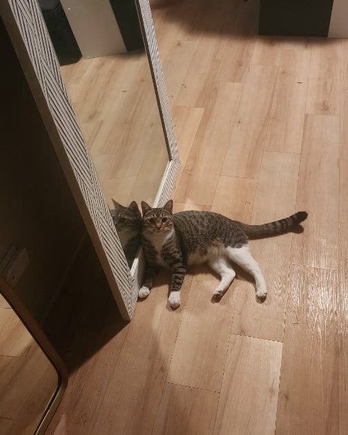 LOST PET - Oahu | SSH Search