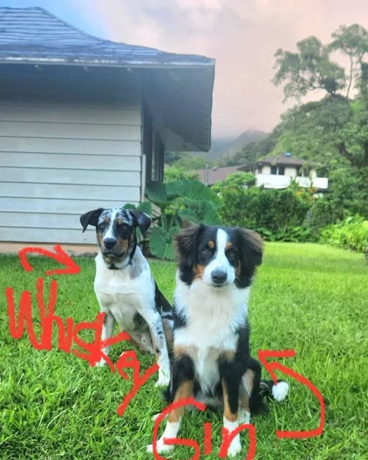 LOST PET - Oahu | SSH Search