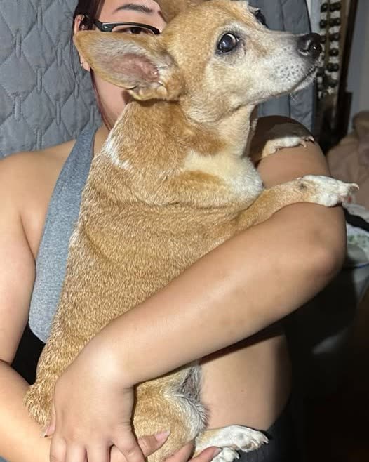 FOUND PET - oahu | SSH Search