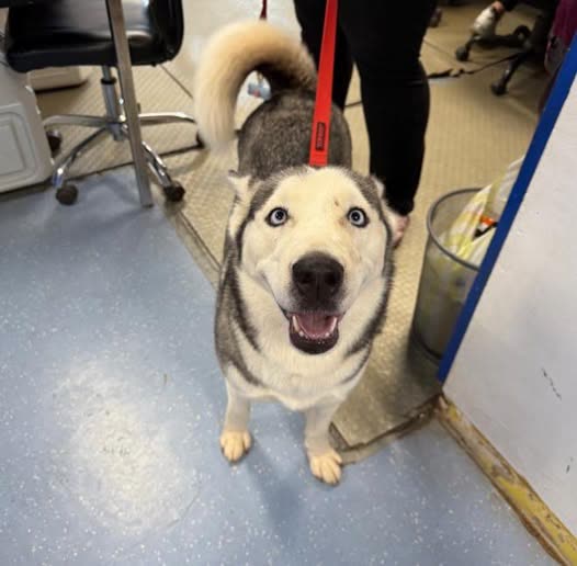 LOST PET - oahu | SSH Search