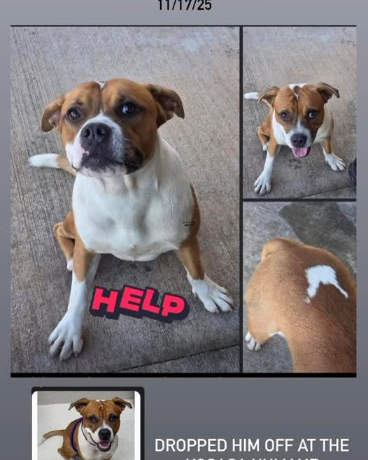 LOST PET - hawaii | SSH Search