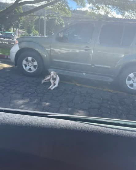 FOUND PET - Oahu | SSH Search