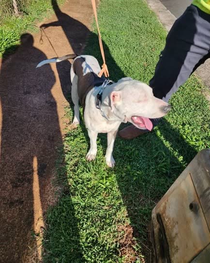 FOUND PET - oahu | SSH Search
