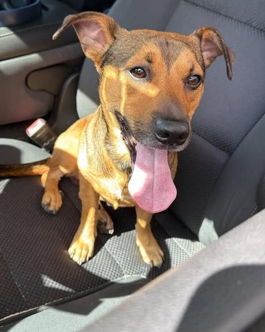FOUND PET - oahu | SSH Search