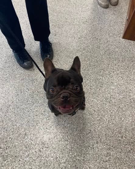FOUND PET - Oahu | SSH Search