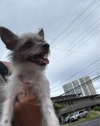 FOUND PET - Oahu | SSH Search
