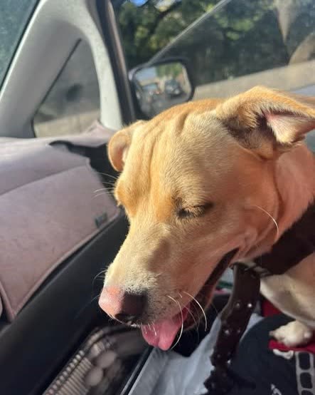 FOUND PET - Oahu | SSH Search