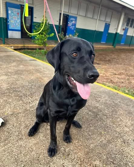 LOST PET - Oahu | SSH Search