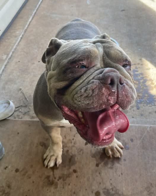 FOUND PET - Oahu | SSH Search