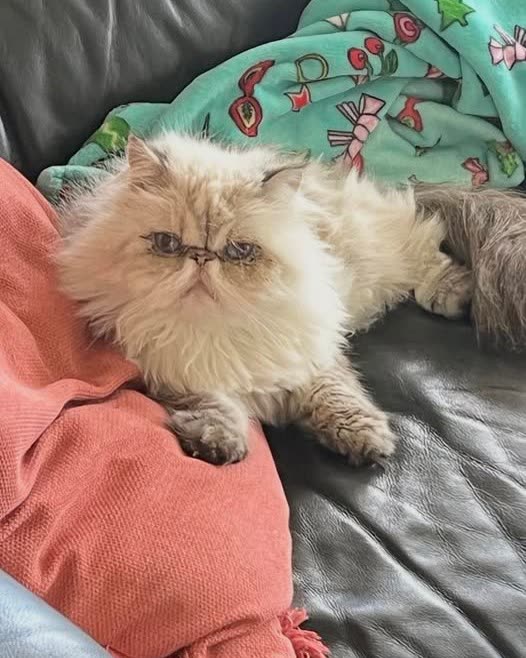 LOST PET - Oahu | SSH Search