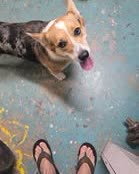 FOUND PET - Oahu | SSH Search
