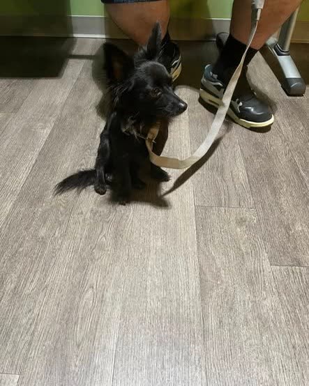 FOUND PET - Oahu | SSH Search
