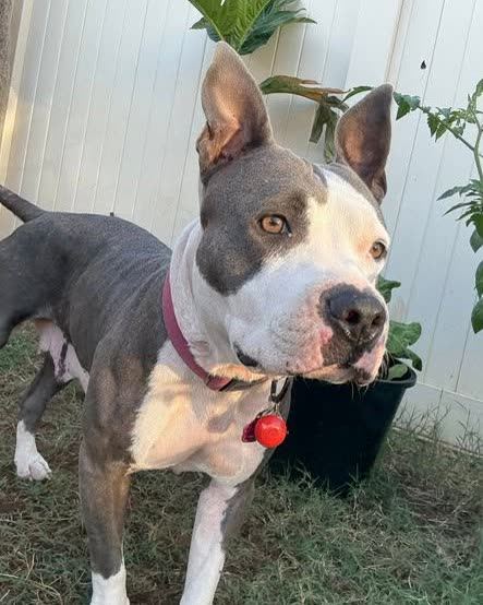 FOUND PET - Oahu | SSH Search
