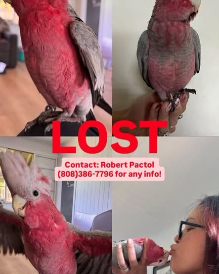 LOST PET - Oahu | SSH Search