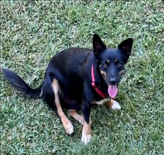 LOST PET - Oahu | SSH Search