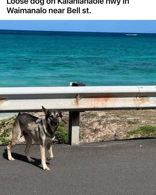 FOUND PET - Oahu | SSH Search
