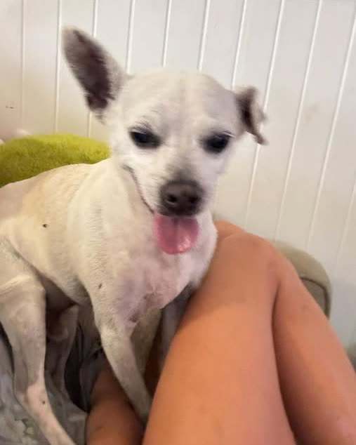 LOST PET - Oahu | SSH Search