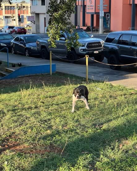 FOUND PET - Oahu | SSH Search