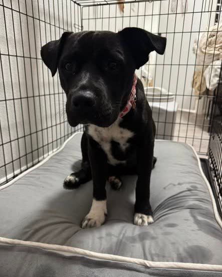 FOUND PET - Oahu | SSH Search