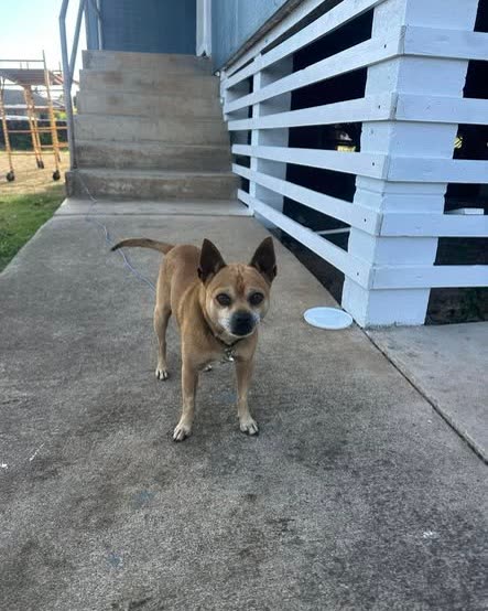 FOUND PET - Oahu | SSH Search