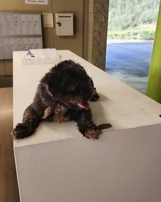 FOUND PET - Oahu | SSH Search