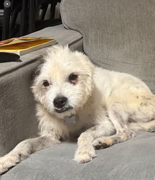 LOST PET - Oahu | SSH Search