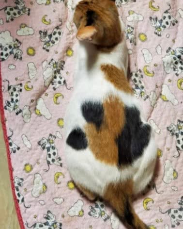 LOST PET - Oahu | SSH Search
