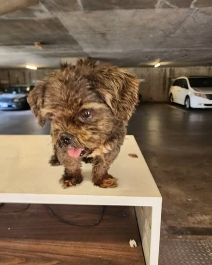FOUND PET - Oahu | SSH Search