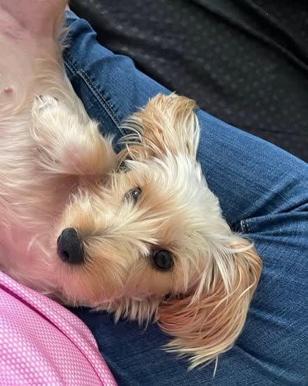 LOST PET - Oahu | SSH Search