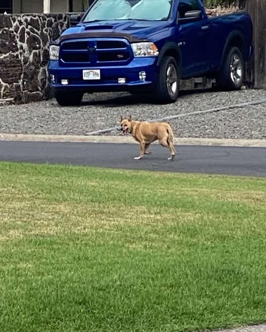 FOUND PET - Oahu | SSH Search