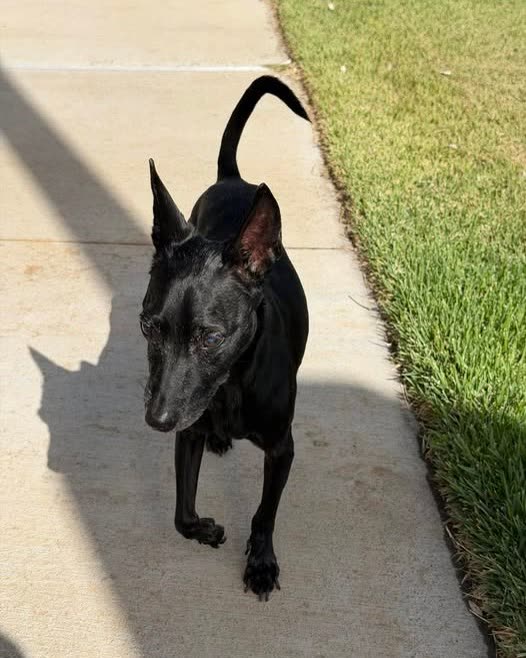 FOUND PET - Oahu | SSH Search