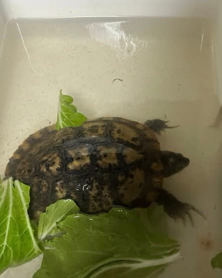 FOUND PET - Oahu | SSH Search