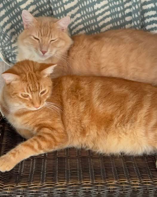 LOST PET - Oahu | SSH Search