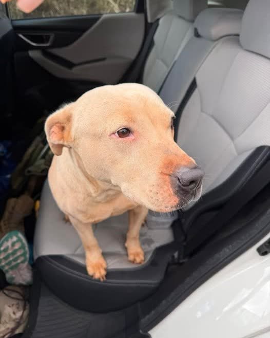 FOUND PET - Oahu | SSH Search