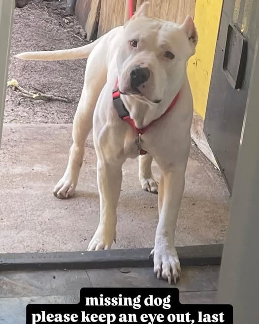 LOST PET - Oahu | SSH Search