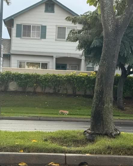 ANIMAL SIGHTING - Oahu | SSH Search