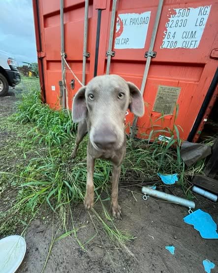 FOUND PET - Oahu | SSH Search