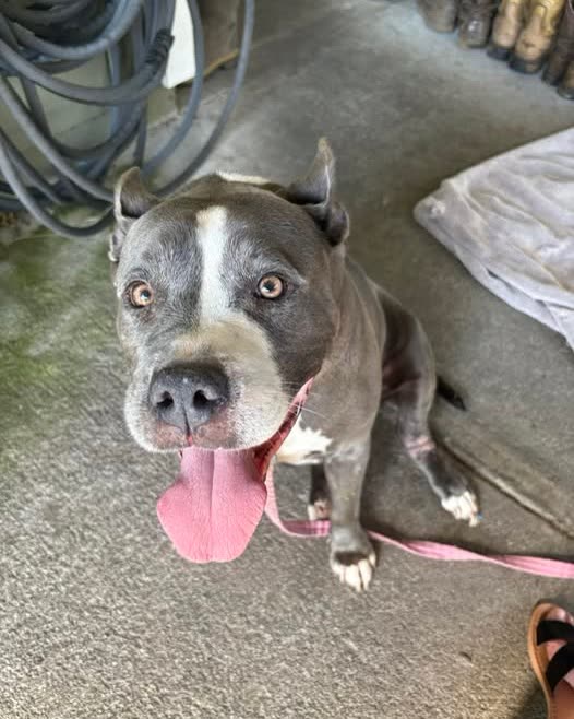 FOUND PET - Big Island | SSH Search