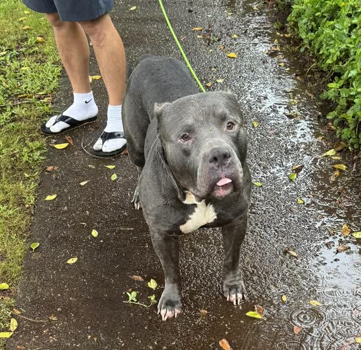 FOUND PET - Oahu | SSH Search