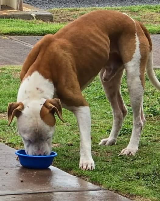 FOUND PET - Oahu | SSH Search