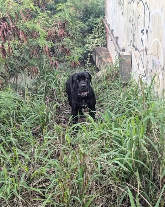 FOUND PET - Oahu | SSH Search