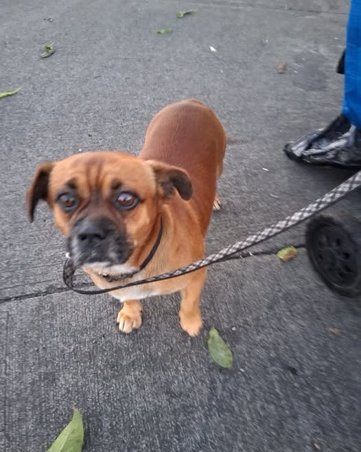 FOUND PET - Oahu | SSH Search